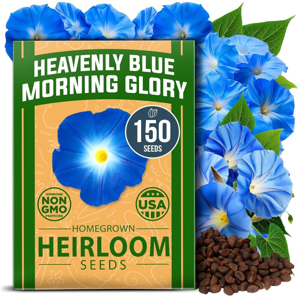imageHOME GROWN German Chamomile Seed Pack 2280 Non GMO Heirloom Seeds for Planting for Sustainable Gardens and Soothing Medicinal Herbal Teas Matricaria chamomillaMorning Glory