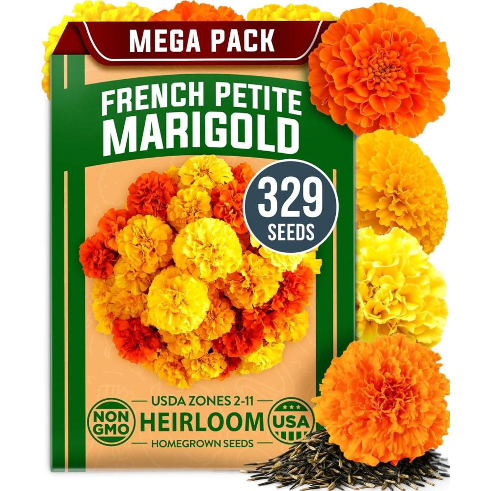 imageHOME GROWN German Chamomile Seed Pack 2280 Non GMO Heirloom Seeds for Planting for Sustainable Gardens and Soothing Medicinal Herbal Teas Matricaria chamomillaMarigold Petite