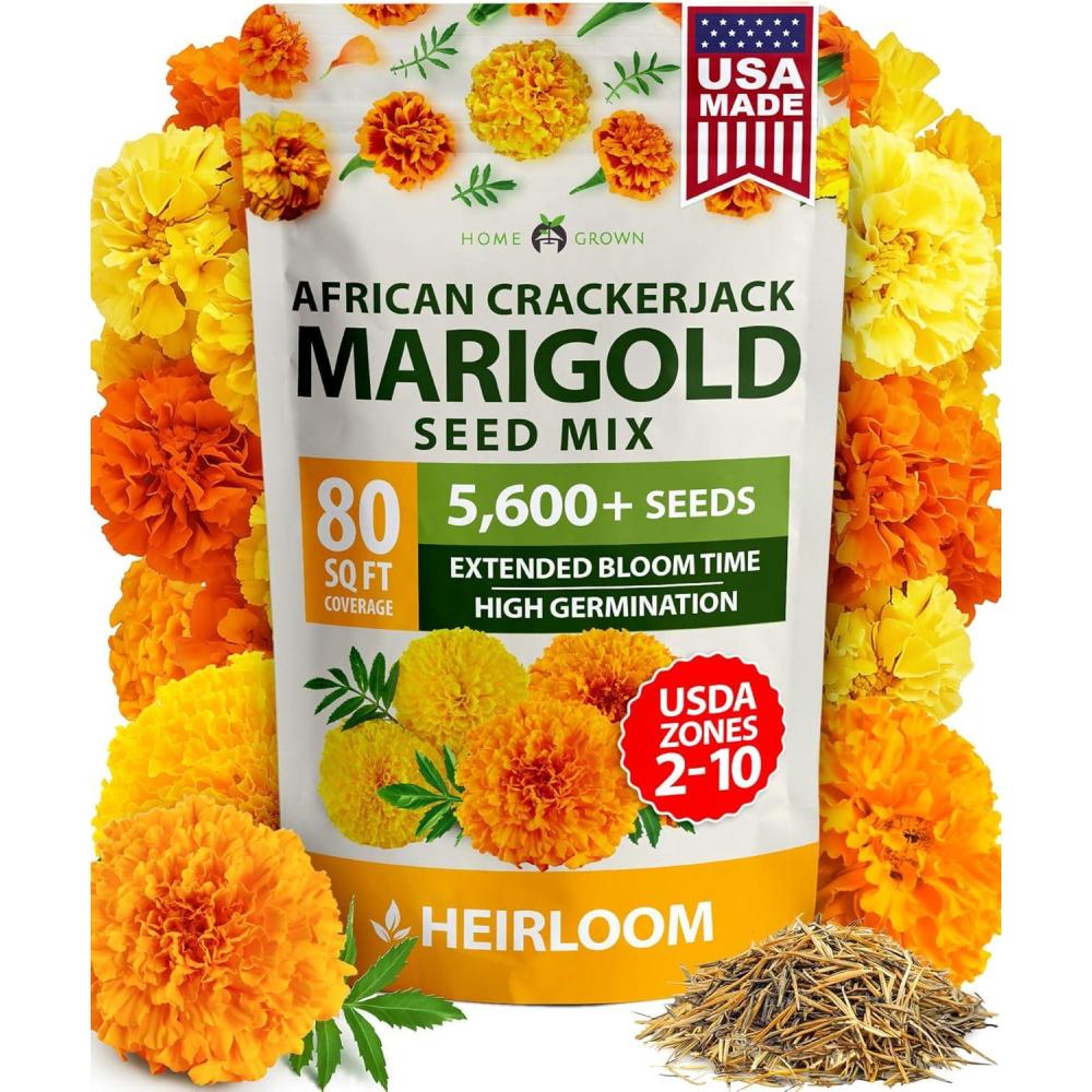 imageHOME GROWN German Chamomile Seed Pack 2280 Non GMO Heirloom Seeds for Planting for Sustainable Gardens and Soothing Medicinal Herbal Teas Matricaria chamomillaMarigold