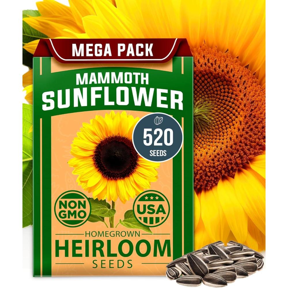 imageHOME GROWN German Chamomile Seed Pack 2280 Non GMO Heirloom Seeds for Planting for Sustainable Gardens and Soothing Medicinal Herbal Teas Matricaria chamomillaMammoth Sunflower