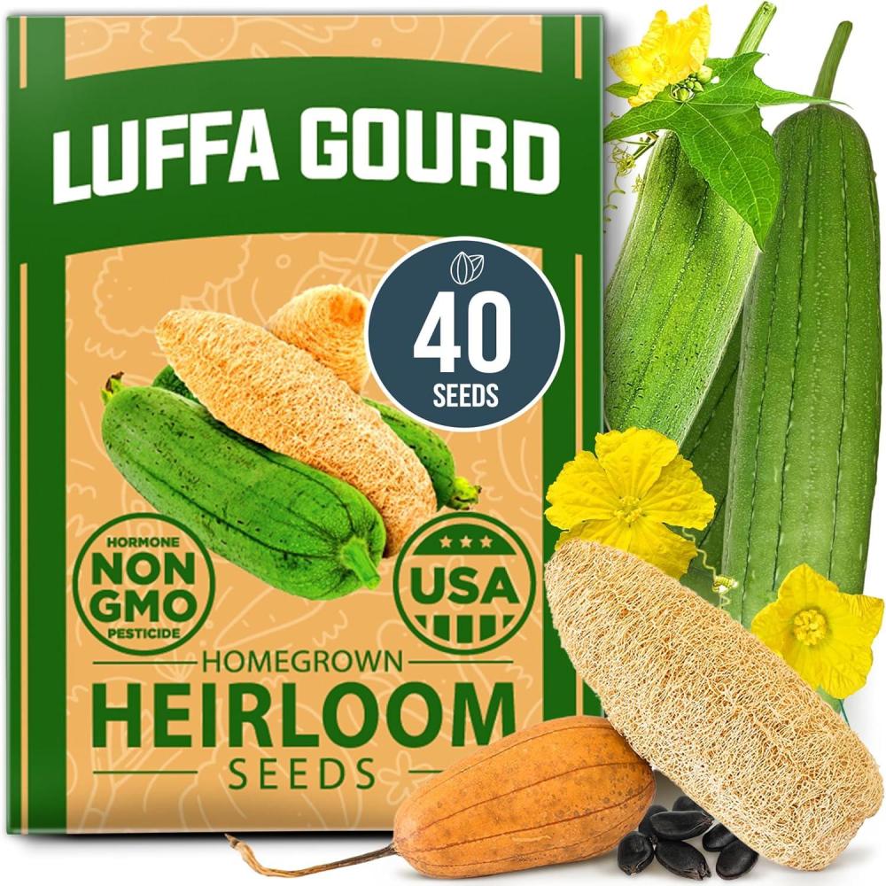 imageHOME GROWN Non GMO Luffa Seeds Luffa aegyptiaca 40 Heirloom Loofah Gourd Seeds for Planting High Germination Rate  Make Sponges or Harvest Young Loofahs for EatingLuffa