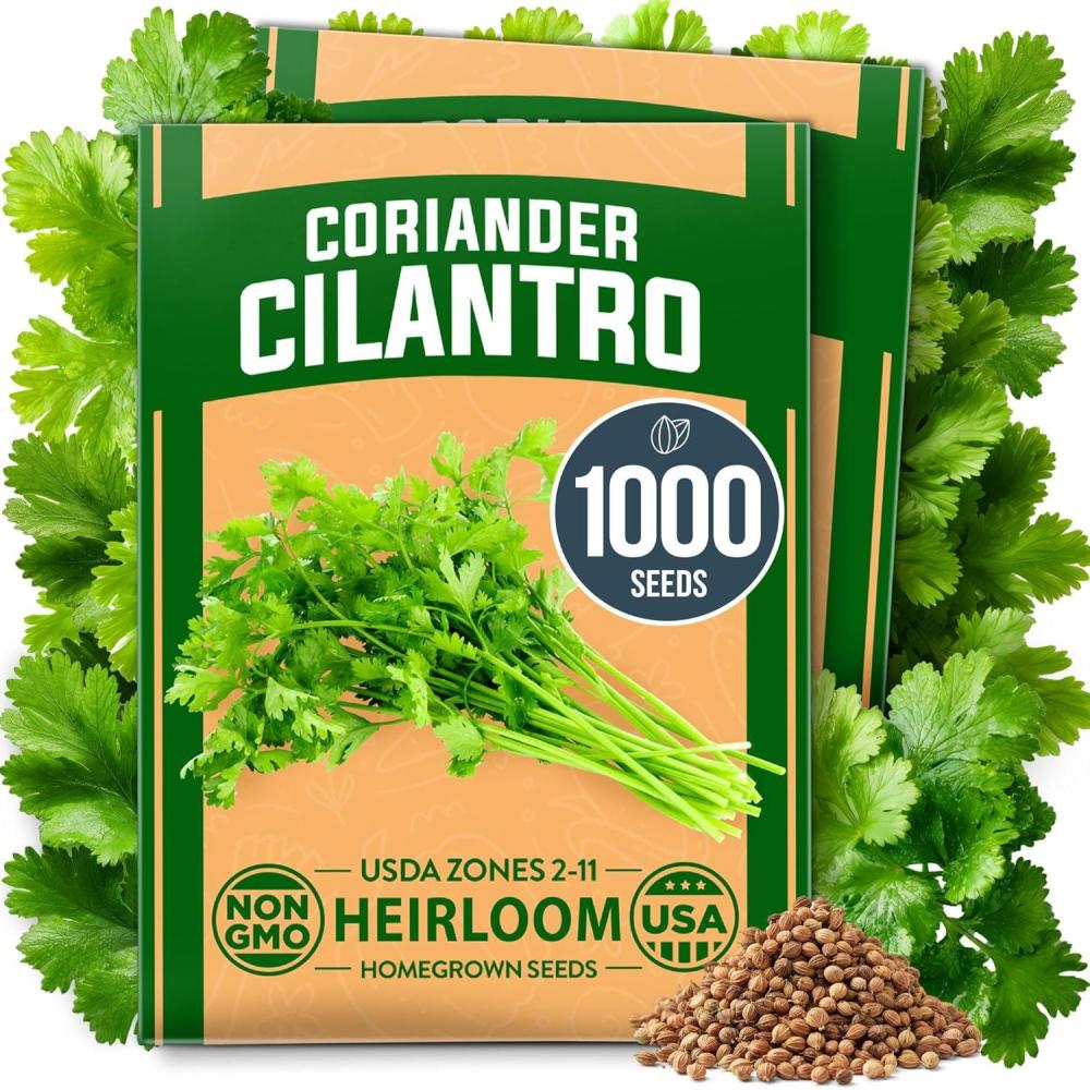 imageHOME GROWN Premium Common Mint Seeds Bulk Pack 3600 Heirloom Herb Seeds USA Sourced  Ideal for Planting Outdoors or Indoors for a Fresh Mint Tea Garden Mentha sppCilantro 2Pack