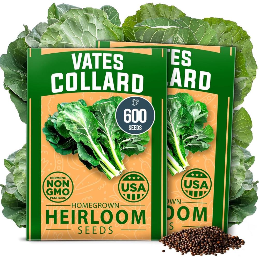 imageHOME GROWN Premium Common Mint Seeds Bulk Pack 3600 Heirloom Herb Seeds USA Sourced  Ideal for Planting Outdoors or Indoors for a Fresh Mint Tea Garden Mentha sppVates Collard 2Pack