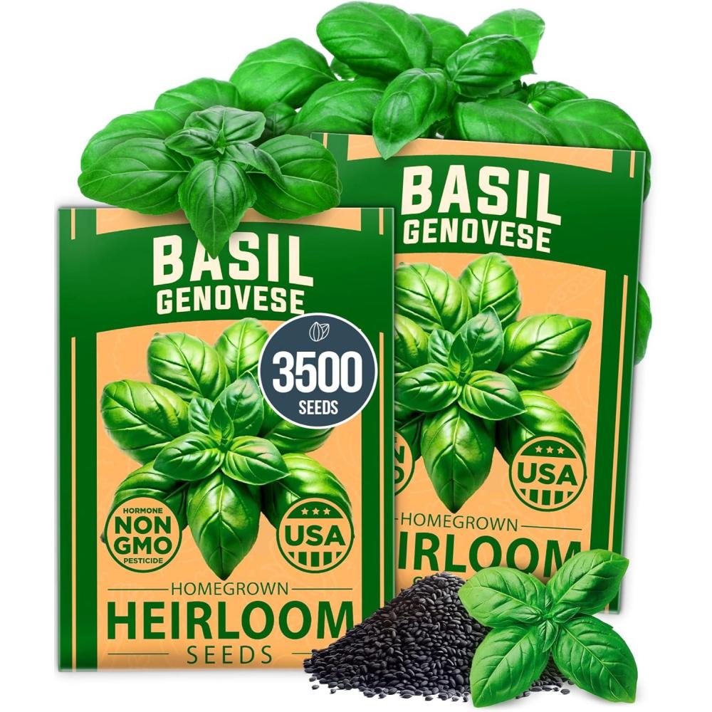 imageHOME GROWN Premium Common Mint Seeds Bulk Pack 3600 Heirloom Herb Seeds USA Sourced  Ideal for Planting Outdoors or Indoors for a Fresh Mint Tea Garden Mentha sppBasil 2Pack