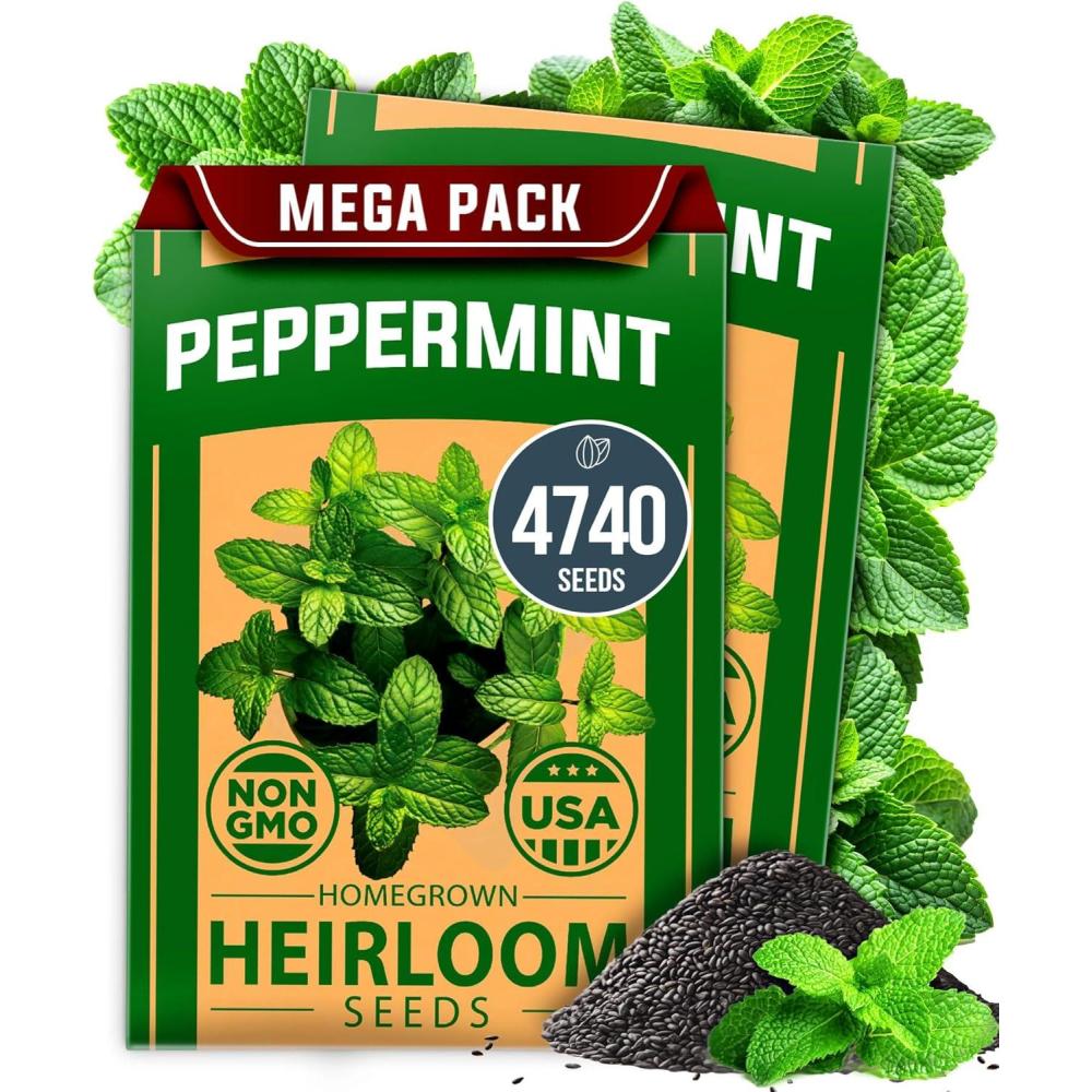 imageHOME GROWN Premium Common Mint Seeds Bulk Pack 3600 Heirloom Herb Seeds USA Sourced  Ideal for Planting Outdoors or Indoors for a Fresh Mint Tea Garden Mentha sppPeppermint 2Pack