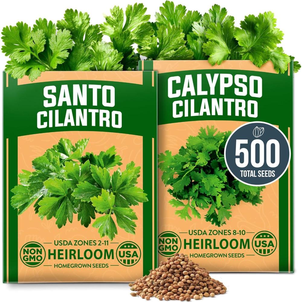 imageHOME GROWN Premium Common Mint Seeds Bulk Pack 3600 Heirloom Herb Seeds USA Sourced  Ideal for Planting Outdoors or Indoors for a Fresh Mint Tea Garden Mentha sppSanto Calypso 2Pack