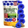 Bachelor Button
