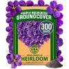 Rock Cress Purple