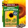 Mammoth Sunflower
