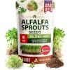 Alfalfa