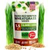 Wheatgrass