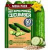 Persian Cucumber