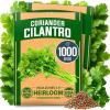 Cilantro 2-Pack