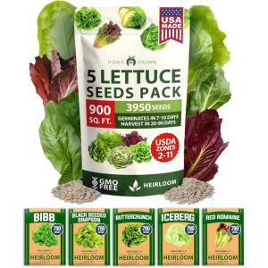 HOME GROWN 10 Herb Seeds for Planting 3,000+ Non-GMO Heirloom Seeds | Extra Large Variety Pack Herb Kit – Indoor Outdoor & Hydroponic | Culinary Seed Set | Grow Your Own Herbs | Gift for Beginners(5-Pack Lettuce)