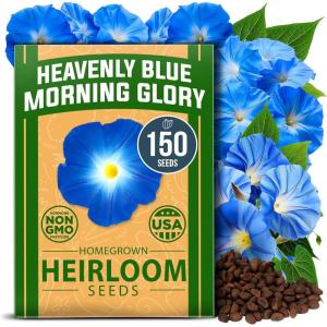 HOME GROWN German Chamomile Seed Pack 2,280 Non GMO Heirloom Seeds for Planting for Sustainable Gardens and Soothing Medicinal Herbal Teas (Matricaria chamomilla)(Morning Glory)