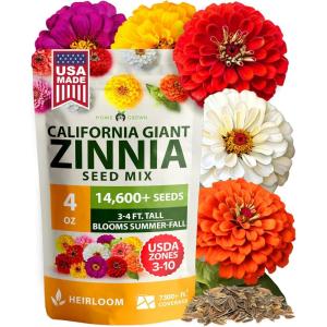 HOME GROWN German Chamomile Seed Pack 2,280 Non GMO Heirloom Seeds for Planting for Sustainable Gardens and Soothing Medicinal Herbal Teas (Matricaria chamomilla)(Zinnia Giant)