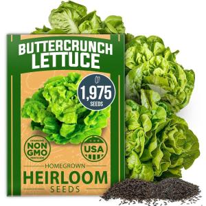 HOME GROWN Non GMO Luffa Seeds (Luffa aegyptiaca) 40 Heirloom Loofah Gourd Seeds for Planting High Germination Rate – Make Sponges or Harvest Young Loofahs for Eating(Buttercrunch Lettuce)