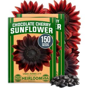 HOME GROWN Premium Common Mint Seeds (Bulk Pack) 3,600 Heirloom Herb Seeds, USA Sourced | Ideal for Planting Outdoors or Indoors for a Fresh Mint Tea Garden (Mentha spp)(Cherry Sunflower 2-Pack)