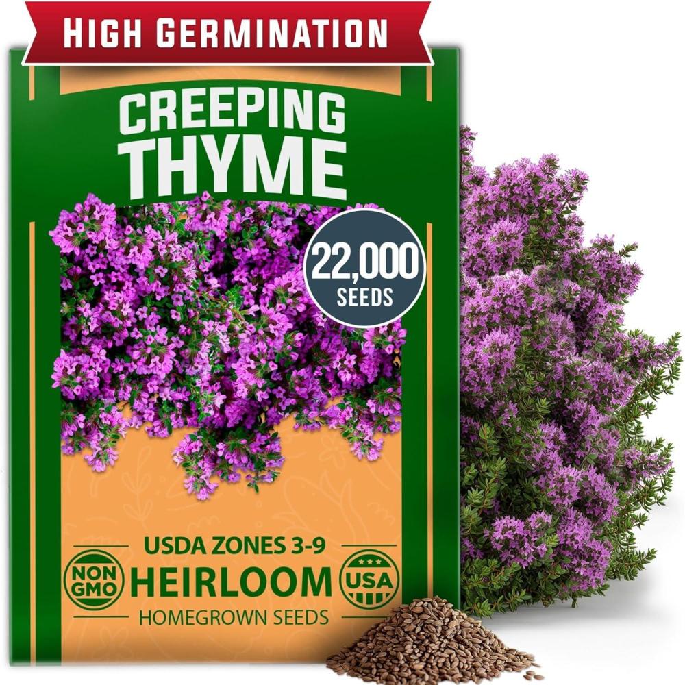 imageHOME GROWN Purple Creeping Thyme Seeds Non GMO Ground Cover Flowers 22000 Edible Herb Seeds for Planting Lawns ampamp Paths 3g Perennial Thymus serpyllum