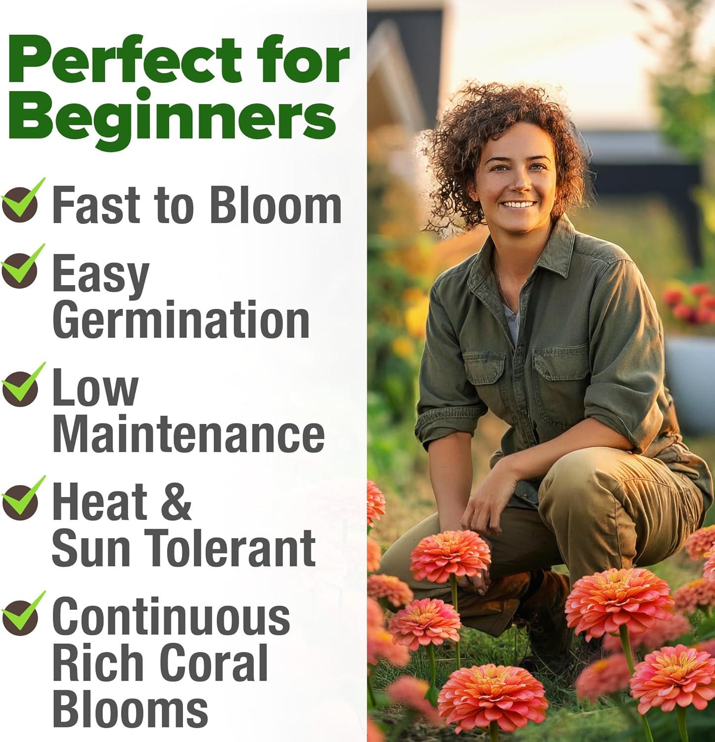 image:imageHOME GROWN Coral Zinnia Seeds 1g 600 Zinnia elegans Annual Flower Seeds for Planting Outdoors Heat Tolerant Easy Summer Flowers to Plant Herb Seed Companion for Pollinator Garden Beds for 2026Zinnia Coral 1pk
