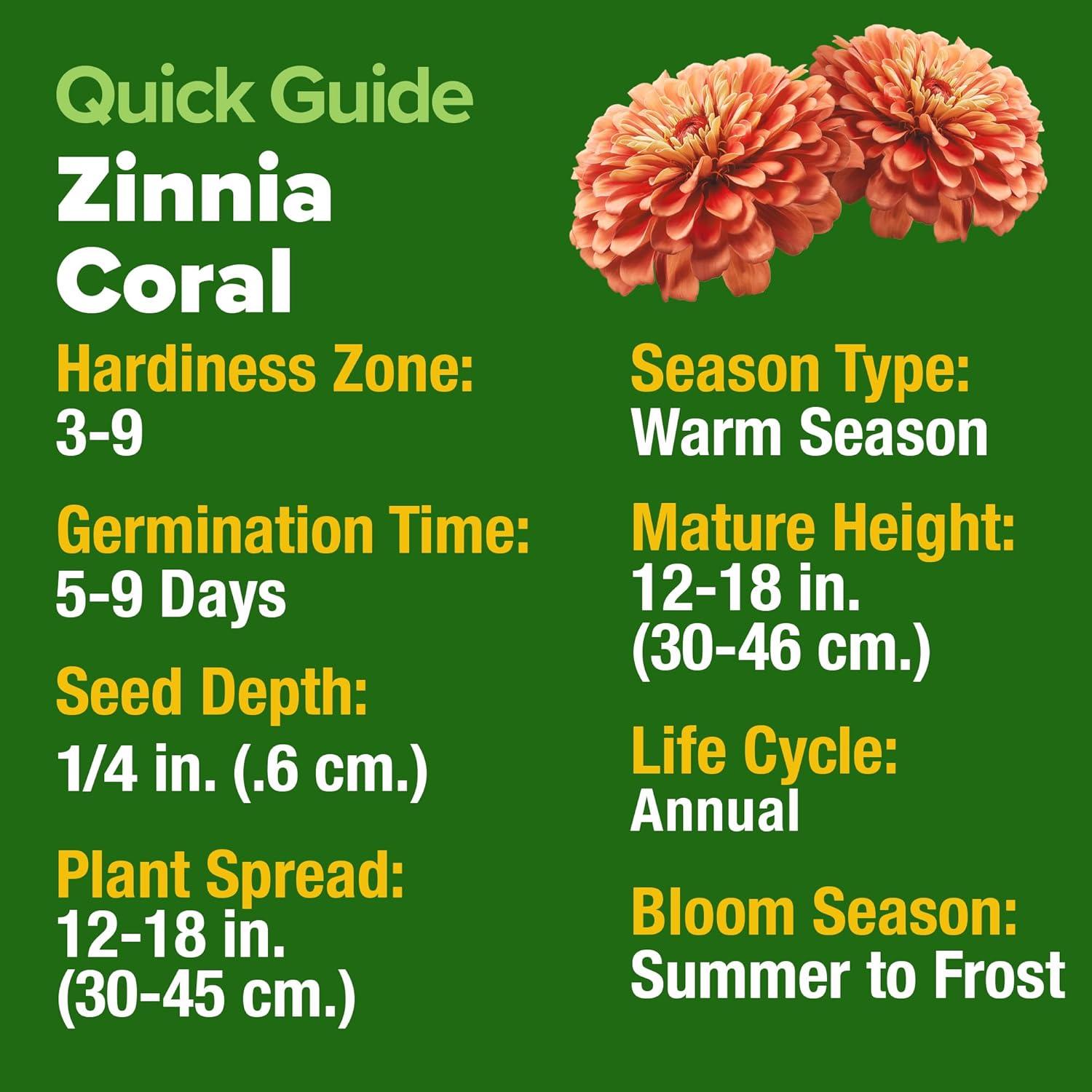 image:imageHOME GROWN Coral Zinnia Seeds 1g 600 Zinnia elegans Annual Flower Seeds for Planting Outdoors Heat Tolerant Easy Summer Flowers to Plant Herb Seed Companion for Pollinator Garden Beds for 2026Zinnia Coral 1pk
