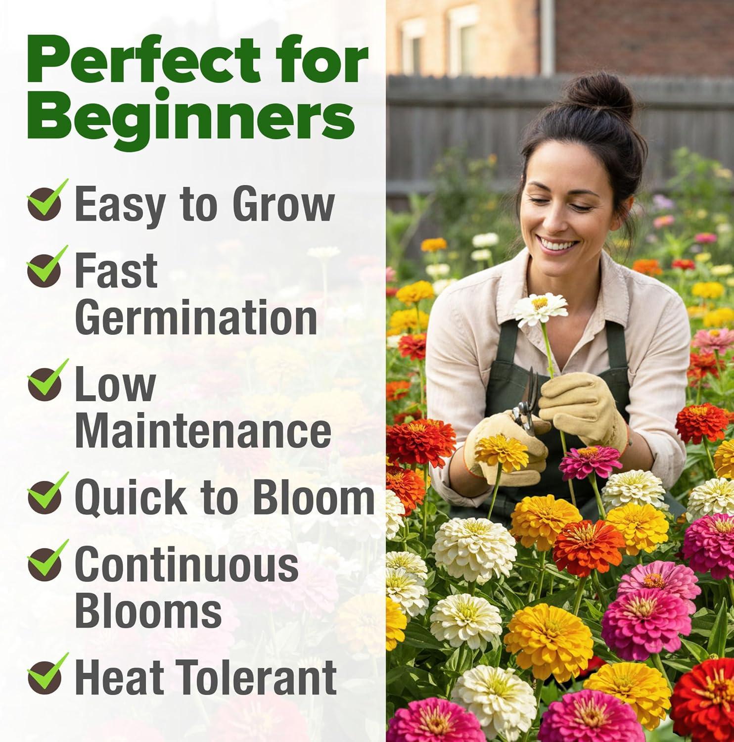 image:imageHOME GROWN Dwarf Zinnia Seeds Mix  600 Pumila Zinnia Seeds for 2026 06g  Zinnia Flower Seeds for Planting Outdoors  Colorful Cut Annual Flowers for Summer Gardens amp Containers Zinnia elegansZinnia Pumila 1pk