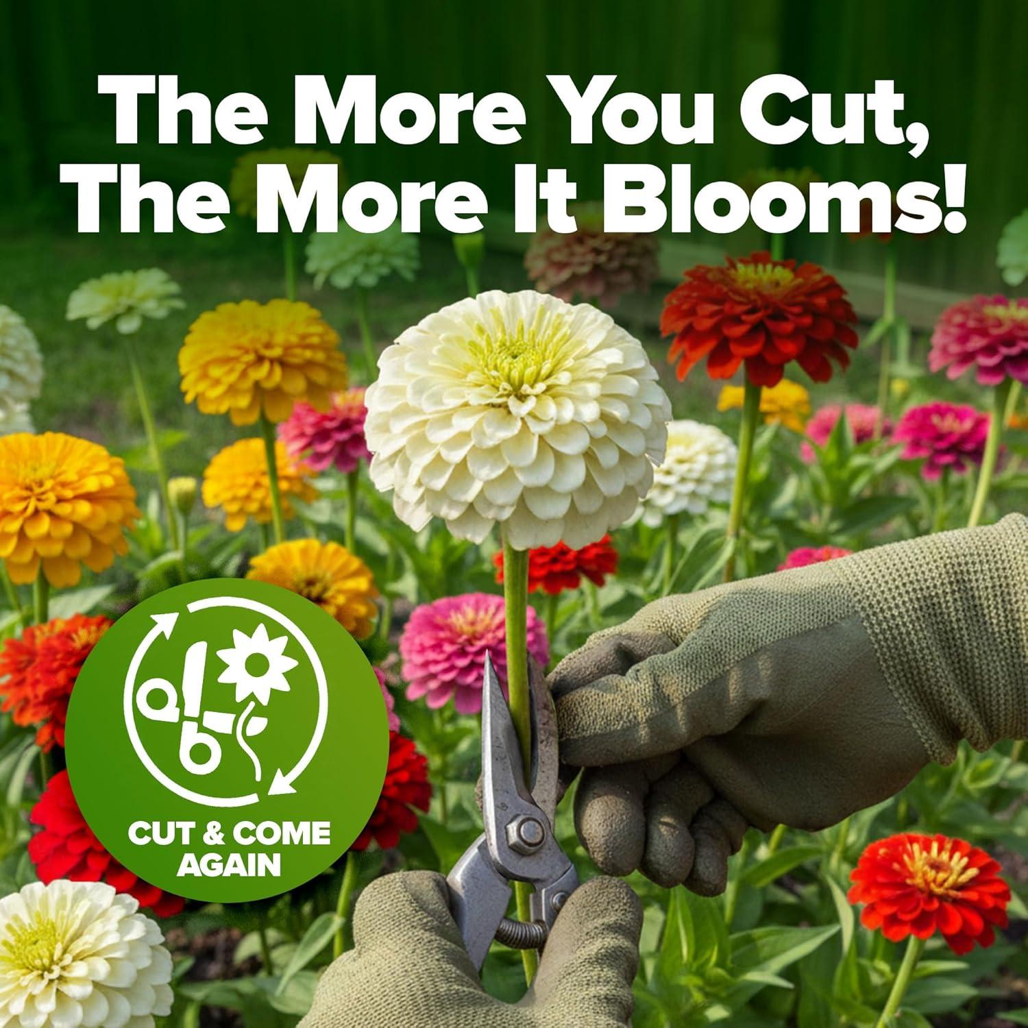image:imageHOME GROWN Dwarf Zinnia Seeds Mix  600 Pumila Zinnia Seeds for 2026 06g  Zinnia Flower Seeds for Planting Outdoors  Colorful Cut Annual Flowers for Summer Gardens amp Containers Zinnia elegansZinnia Pumila 2pk