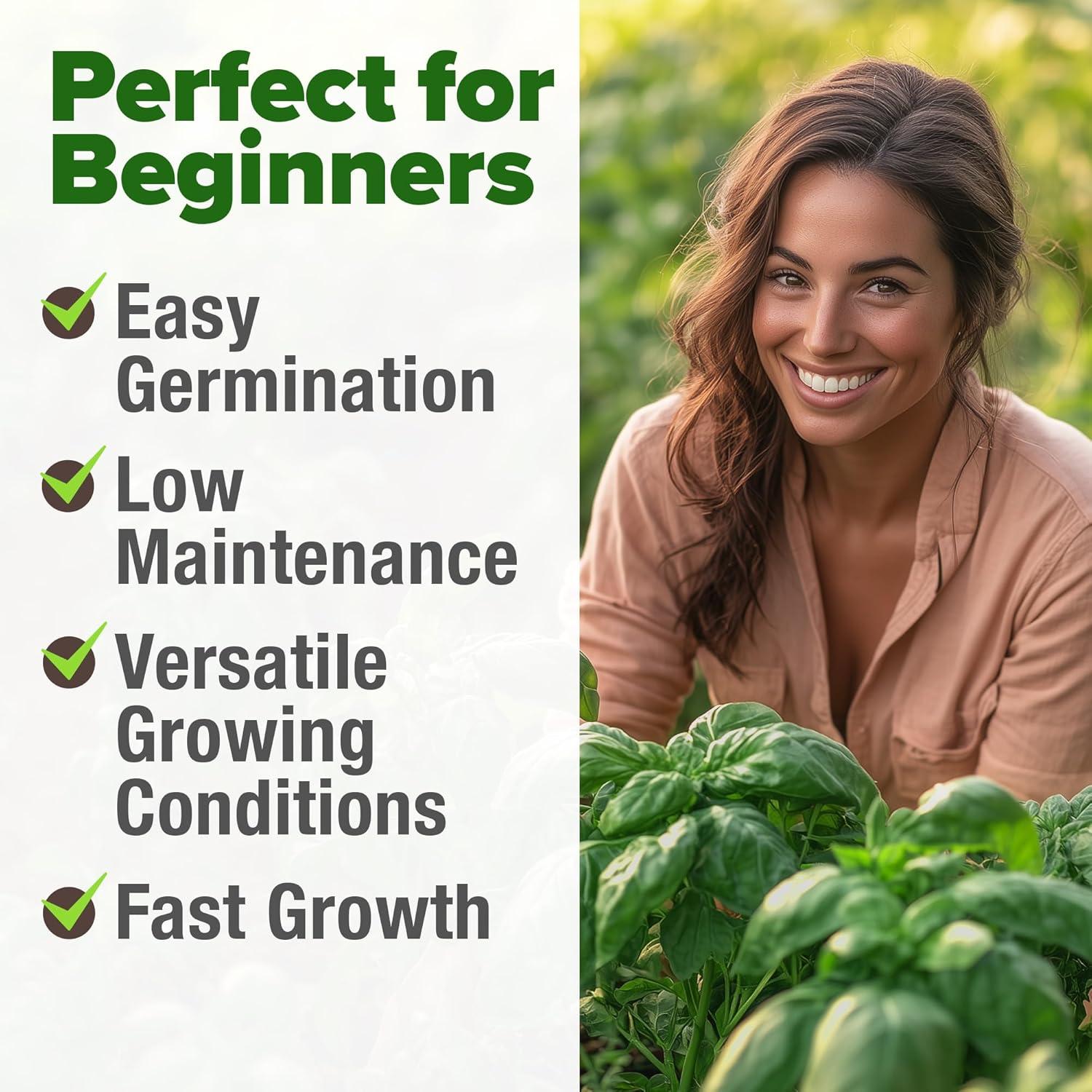 image:imageHOME GROWN Non GMO Genovese Basil Seeds Pack 1750 High Germination Heirloom Seeds Ocimum basilicum Herb Seeds for Planting Indoor amp Outdoor Gardening for Culinary UseItalian Basil