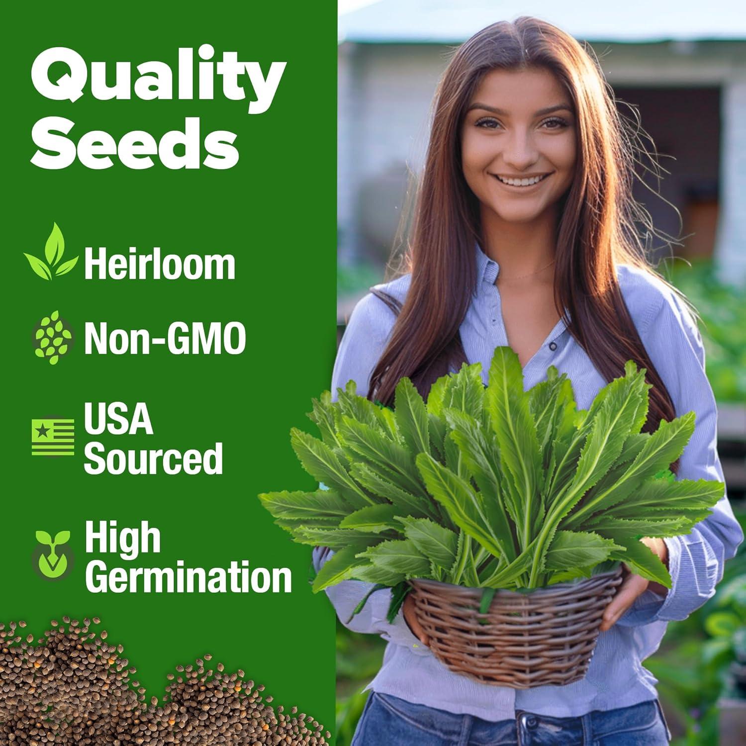 image:imageHOME GROWN Non GMO Genovese Basil Seeds Pack 1750 High Germination Heirloom Seeds Ocimum basilicum Herb Seeds for Planting Indoor amp Outdoor Gardening for Culinary UseCulantro