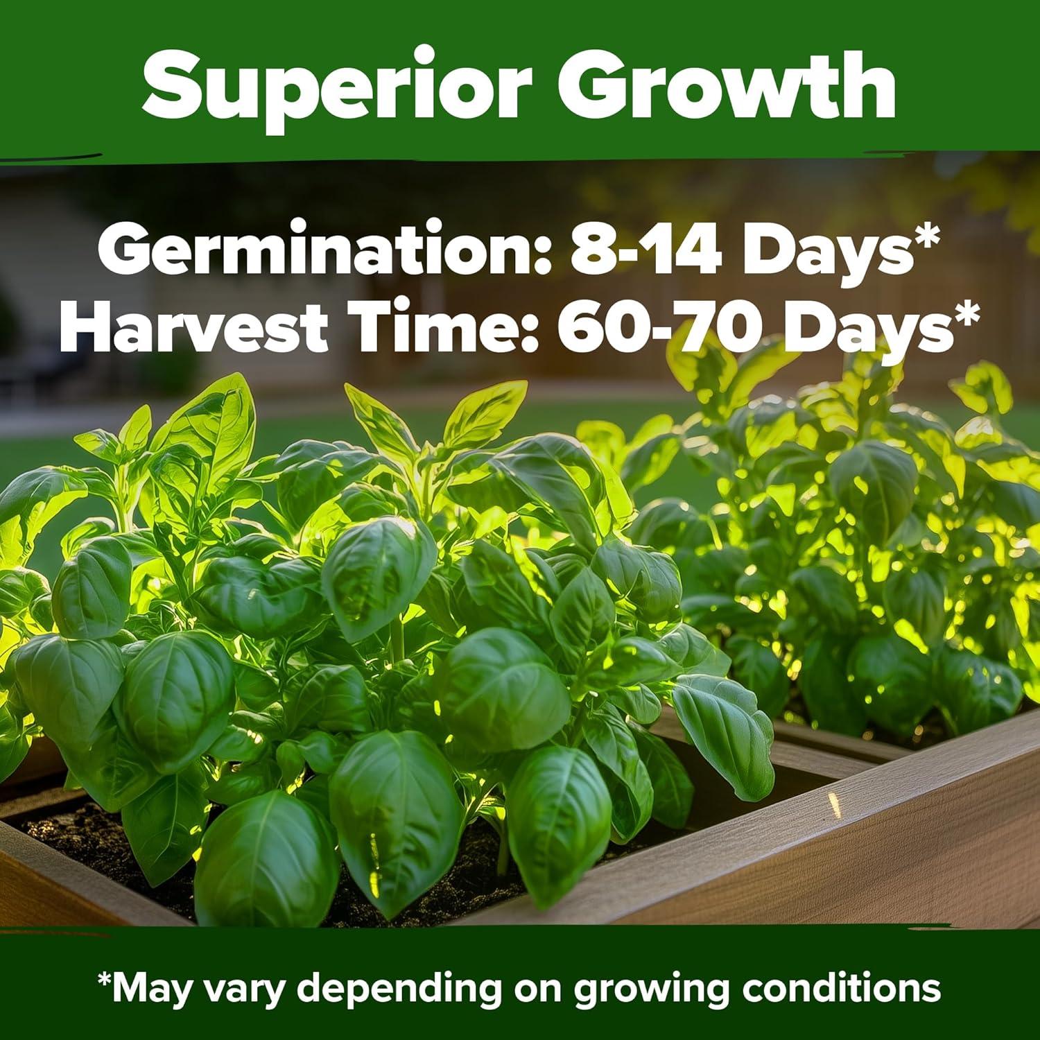 image:imageHOME GROWN Non GMO Genovese Basil Seeds Pack 1750 High Germination Heirloom Seeds Ocimum basilicum Herb Seeds for Planting Indoor amp Outdoor Gardening for Culinary UseItalian Basil