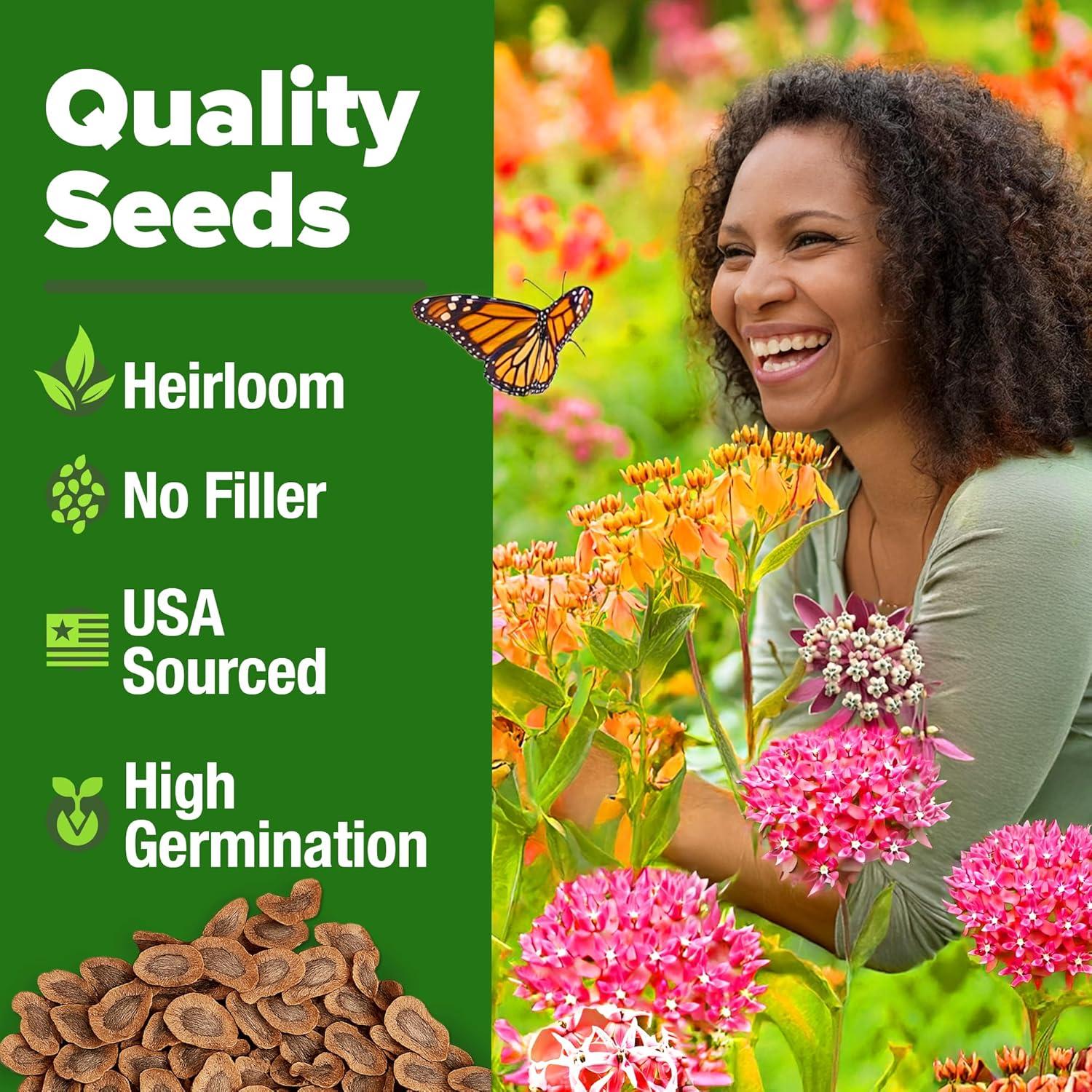 image:imageHOME GROWN Non GMO Genovese Basil Seeds Pack 1750 High Germination Heirloom Seeds Ocimum basilicum Herb Seeds for Planting Indoor amp Outdoor Gardening for Culinary UseMilkweed