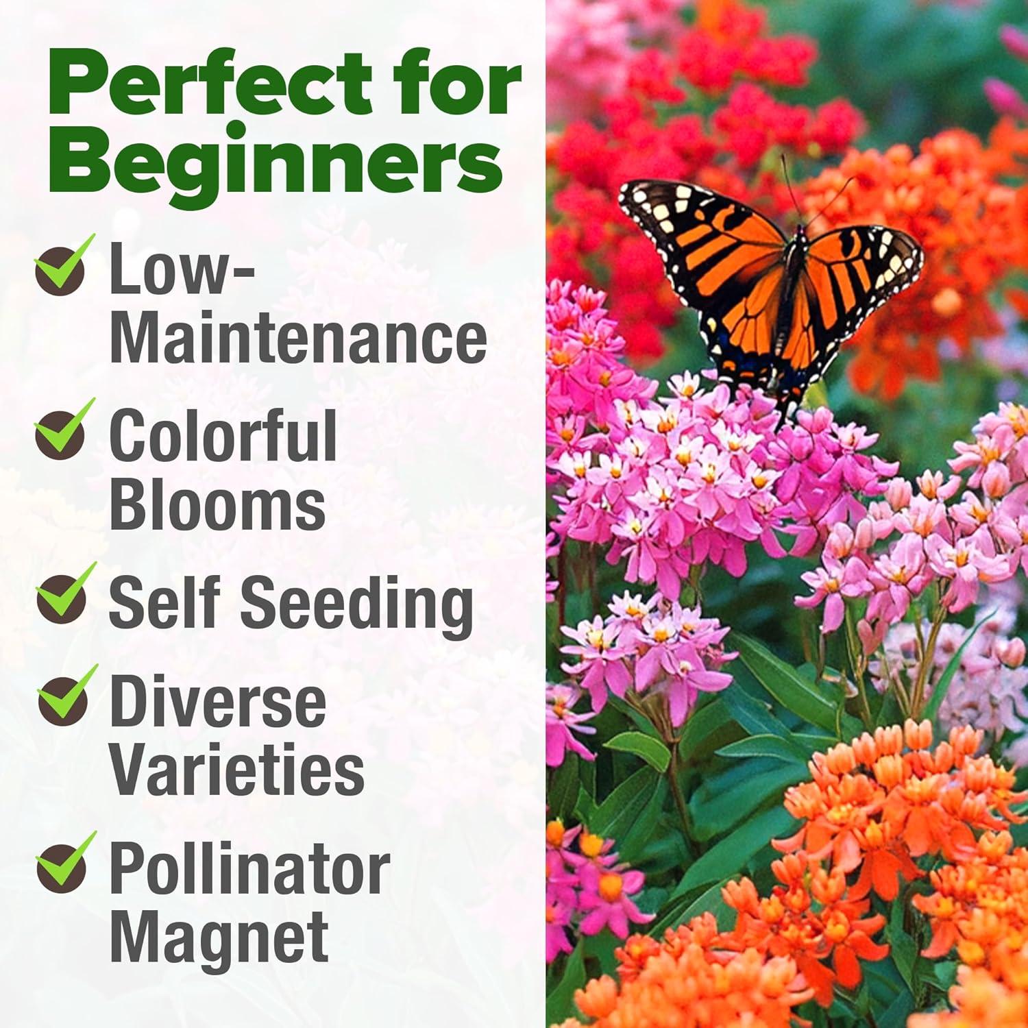 image:imageHOME GROWN Non GMO Genovese Basil Seeds Pack 1750 High Germination Heirloom Seeds Ocimum basilicum Herb Seeds for Planting Indoor amp Outdoor Gardening for Culinary UseMilkweed