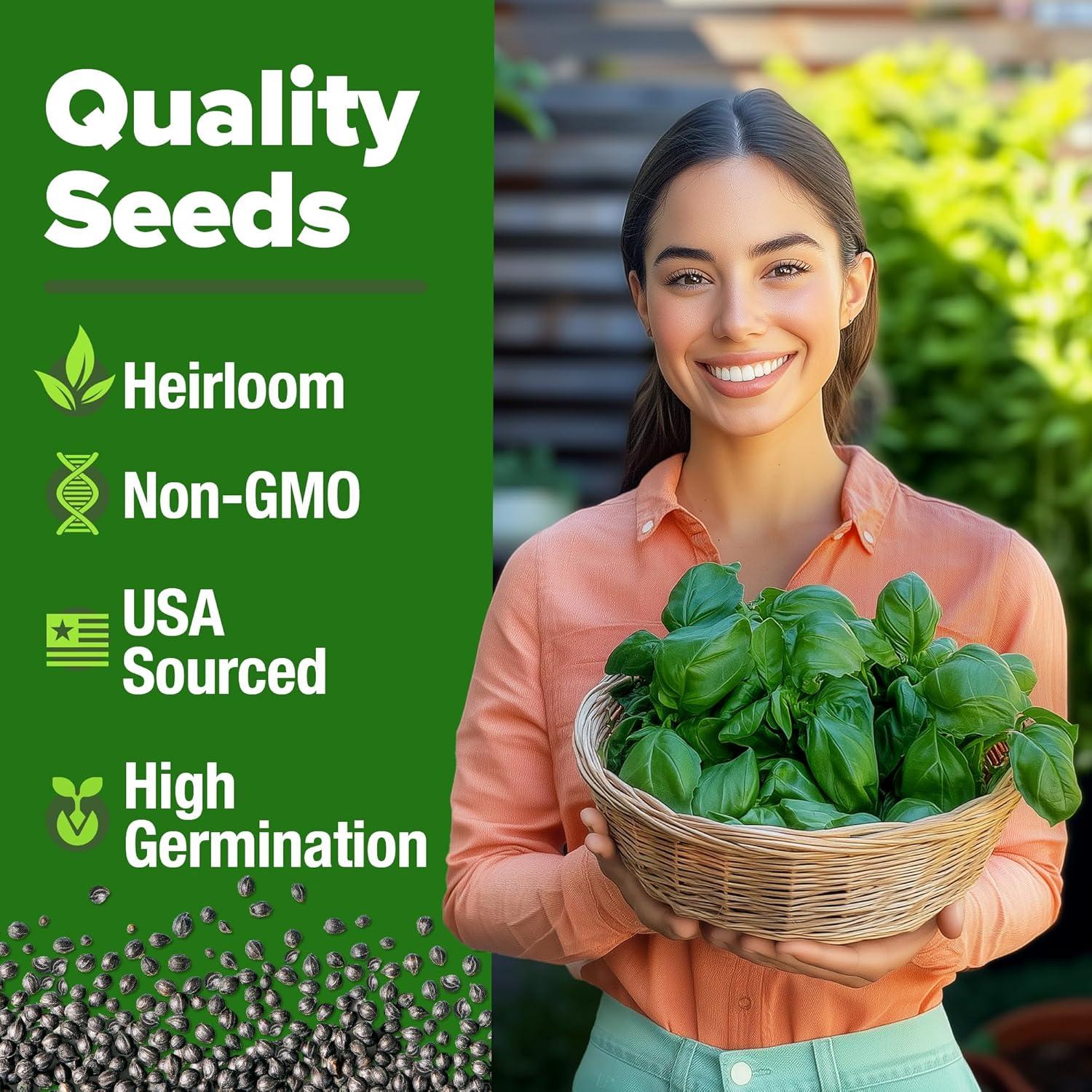 image:imageHOME GROWN Non GMO Genovese Basil Seeds Pack 1750 High Germination Heirloom Seeds Ocimum basilicum Herb Seeds for Planting Indoor amp Outdoor Gardening for Culinary UseItalian Basil