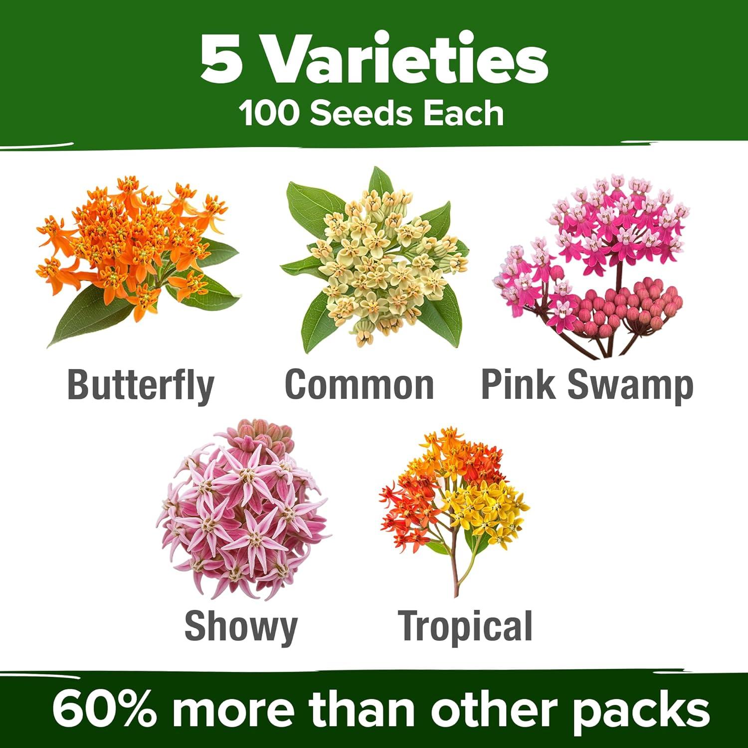 image:imageHOME GROWN Non GMO Genovese Basil Seeds Pack 1750 High Germination Heirloom Seeds Ocimum basilicum Herb Seeds for Planting Indoor amp Outdoor Gardening for Culinary UseMilkweed