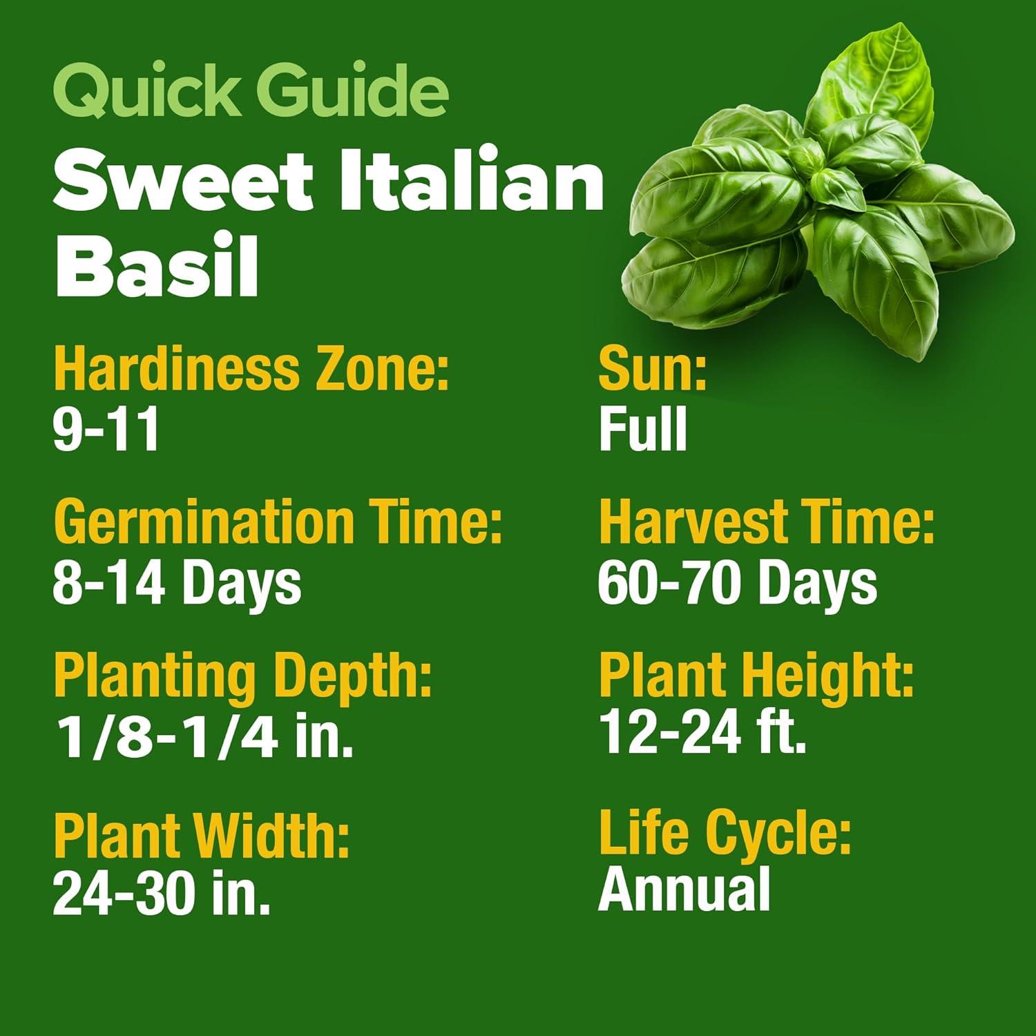 image:imageHOME GROWN Non GMO Genovese Basil Seeds Pack 1750 High Germination Heirloom Seeds Ocimum basilicum Herb Seeds for Planting Indoor amp Outdoor Gardening for Culinary UseItalian Basil