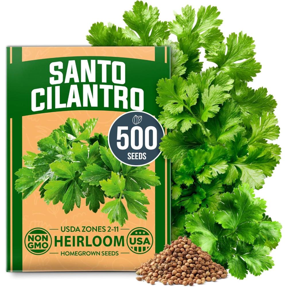 image:imageHOME GROWN Non GMO Genovese Basil Seeds Pack 1750 High Germination Heirloom Seeds Ocimum basilicum Herb Seeds for Planting Indoor amp Outdoor Gardening for Culinary UseSanto Cilantro