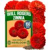 Will Rogers Zinnia 1pk
