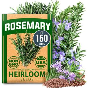HOME GROWN Non GMO Genovese Basil Seeds Pack 1,750+ High Germination Heirloom Seeds (Ocimum basilicum) Herb Seeds for Planting Indoor & Outdoor Gardening, for Culinary Use(Rosemary)