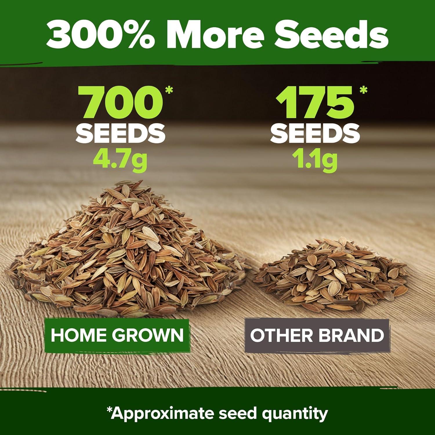 image:imageHOME GROWN Dwarf Zinnia Seeds Mix  700 Pumila Zinnias Seeds for 2026  Zinna Flower Seed for Planting Outdoors  Colorful Cut Annual Flowers for Summer Gardens amp Containers Zinnia elegans