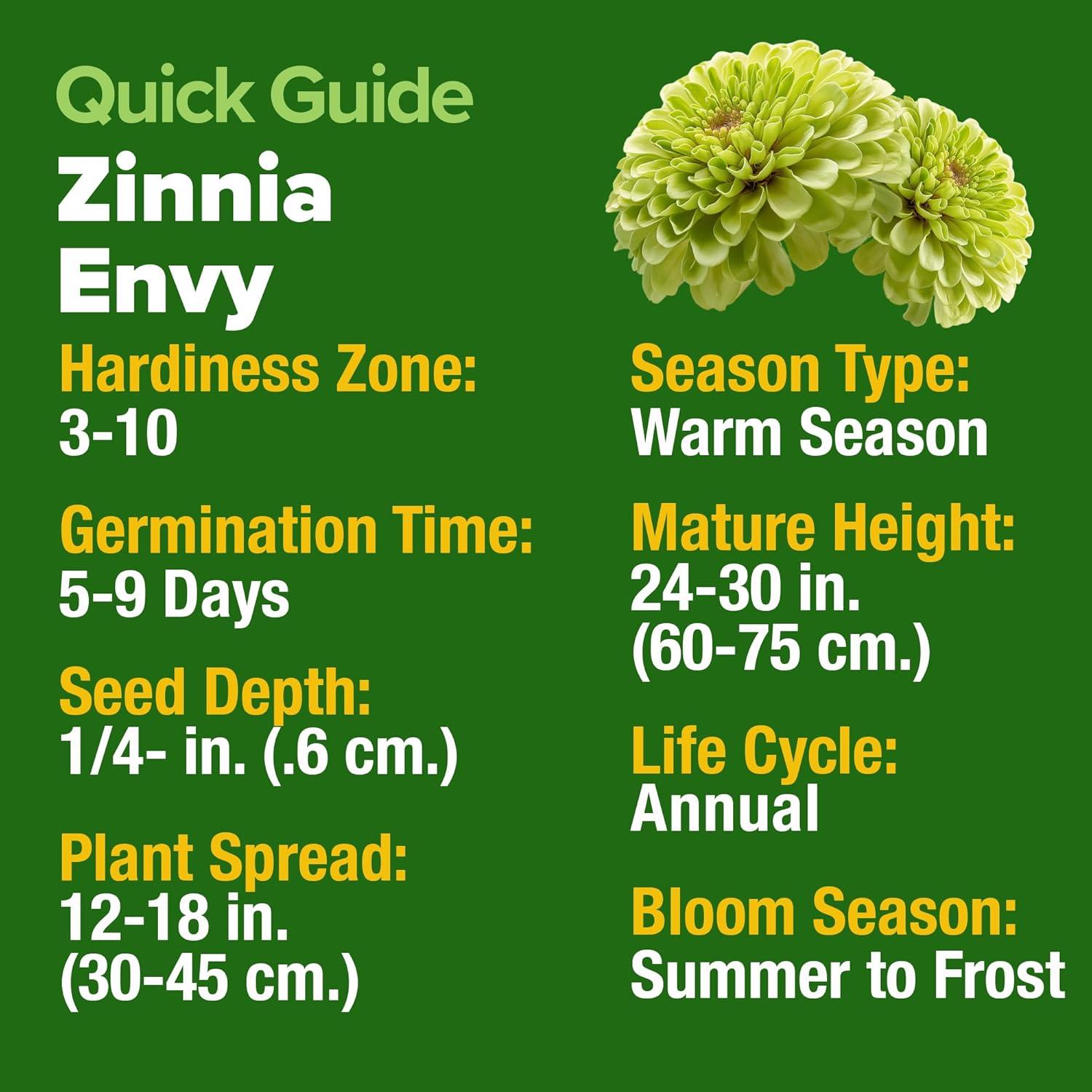 image:imageHOME GROWN Envy Zinnia Seeds 1g 4300 Rare Lime Green Annual Zinnia Flower Seeds for Planting FastGrowing Bulk Variety Premium Herb Seeds Garden Companion for 2026 Blooms Zinnia elegans