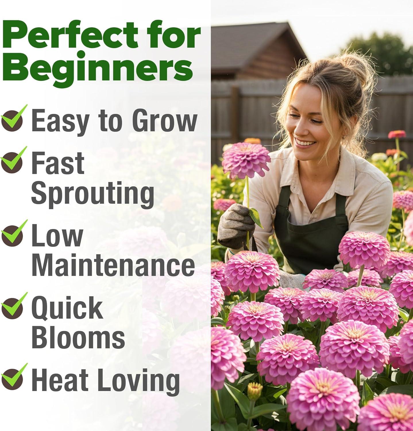 image:imageHOME GROWN Pink Zinnia Seeds 1500 Luminosa Zinnias Easy to Grow Annual Flower Seeds for Planting Outdoors for 2026 Fast Blooming Heat Tolerant Herb Seed Garden Companion Zinnia elegans