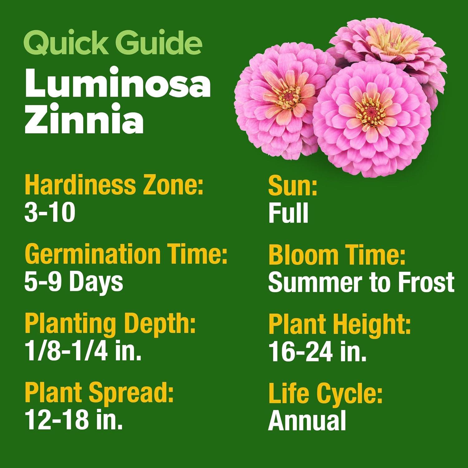 image:imageHOME GROWN Pink Zinnia Seeds 4500 Luminosa Zinnias Easy to Grow Annual Flower Seeds for Planting Outdoors for 2026 Fast Blooming Heat Tolerant Herb Seed Garden Companion Zinnia elegans