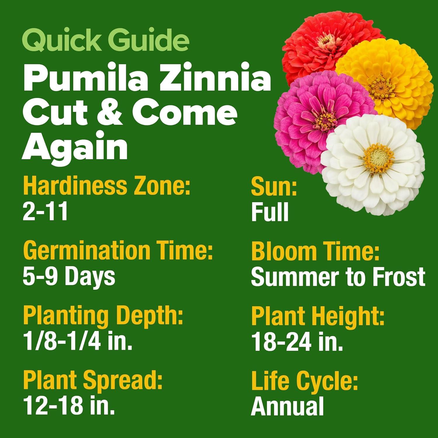 image:imageHOME GROWN Dwarf Zinnia Seeds Mix  8525 Pumila Zinnia Seeds for 2026 2oz  Zinnia Flower Seeds for Planting Outdoors  Colorful Cut Annual Flowers for Summer Gardens amp Containers Zinnia elegans