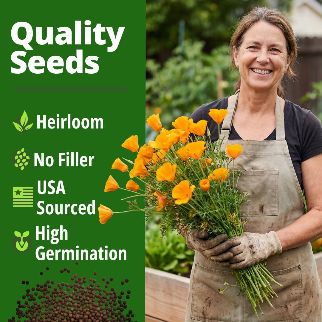 image:imageHOME GROWN California Poppy Golden West Seeds 6000 Spring Flower Seeds for Planting 2026 Perennial Poppy Seed for Planting Outdoors Herb Seeds Eschscholzia californica