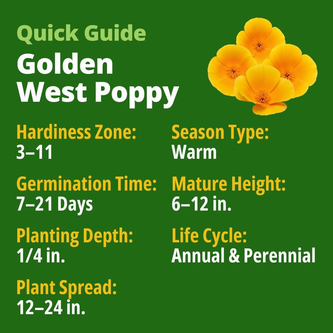 image:imageHOME GROWN California Poppy Golden West Seeds 6000 Spring Flower Seeds for Planting 2026 Perennial Poppy Seed for Planting Outdoors Herb Seeds Eschscholzia californica