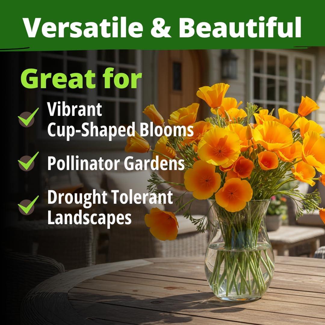 image:imageHOME GROWN California Poppy Golden West Seeds 6000 Spring Flower Seeds for Planting 2026 Perennial Poppy Seed for Planting Outdoors Herb Seeds Eschscholzia californica