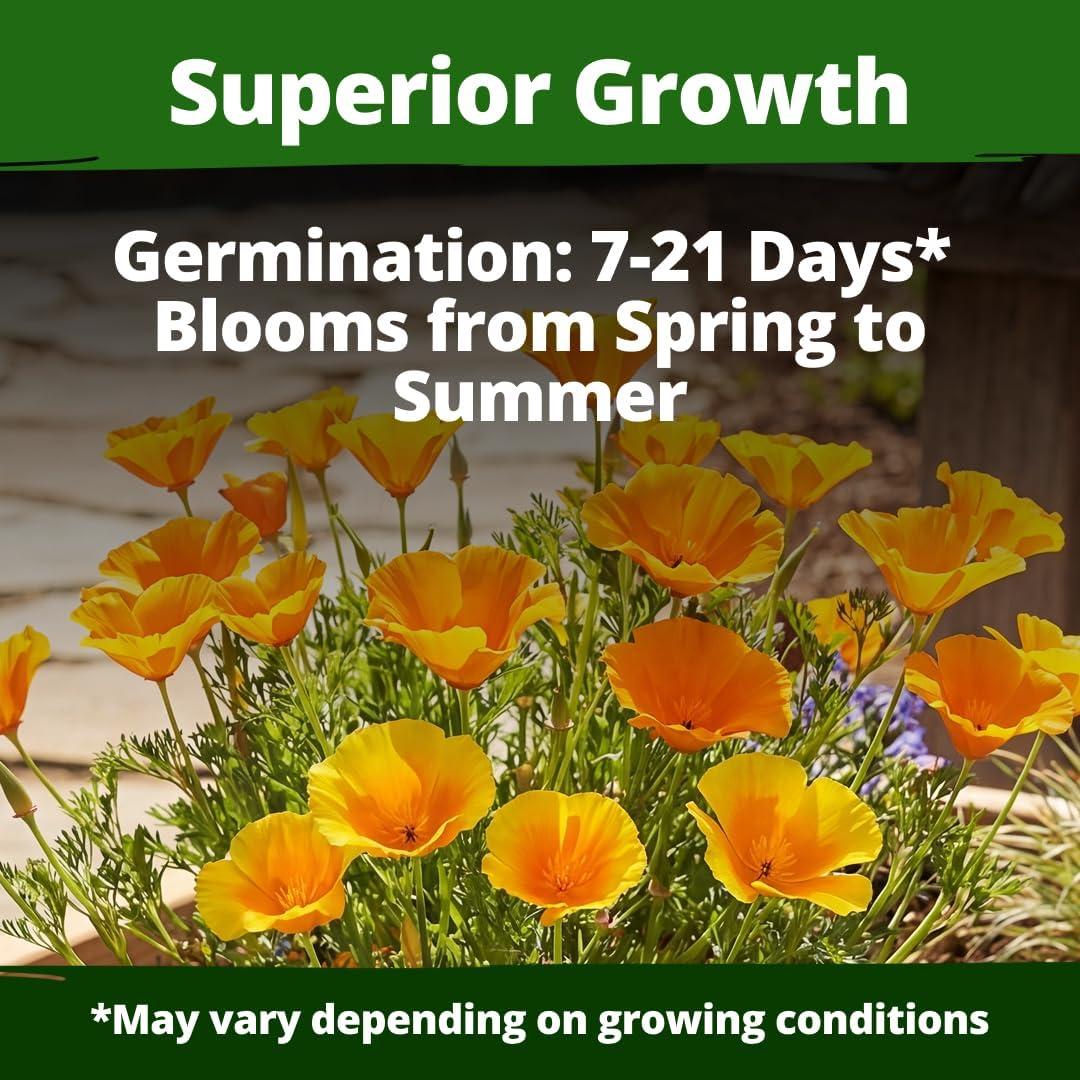 image:imageHOME GROWN California Poppy Golden West Seeds 6000 Spring Flower Seeds for Planting 2026 Perennial Poppy Seed for Planting Outdoors Herb Seeds Eschscholzia californica