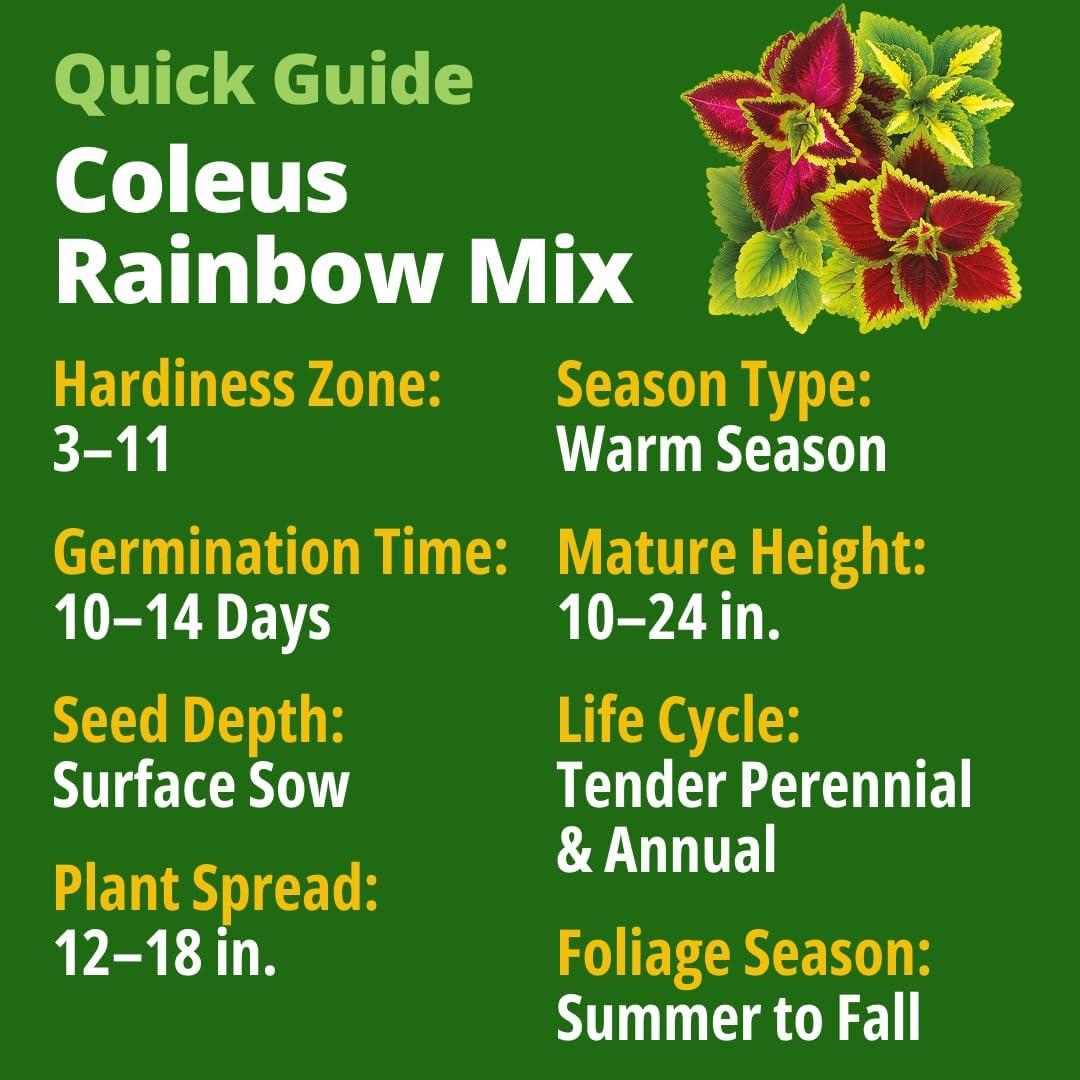 image:imageHOME GROWN Coleus Rainbow Seeds for Planting Spring 2026 1500 Count 004 oz Plectranthus scutellarioides House Plant Seed AnnualPerennial Multicolor Foliage Indoor amp Shade Garden Flower Seeds