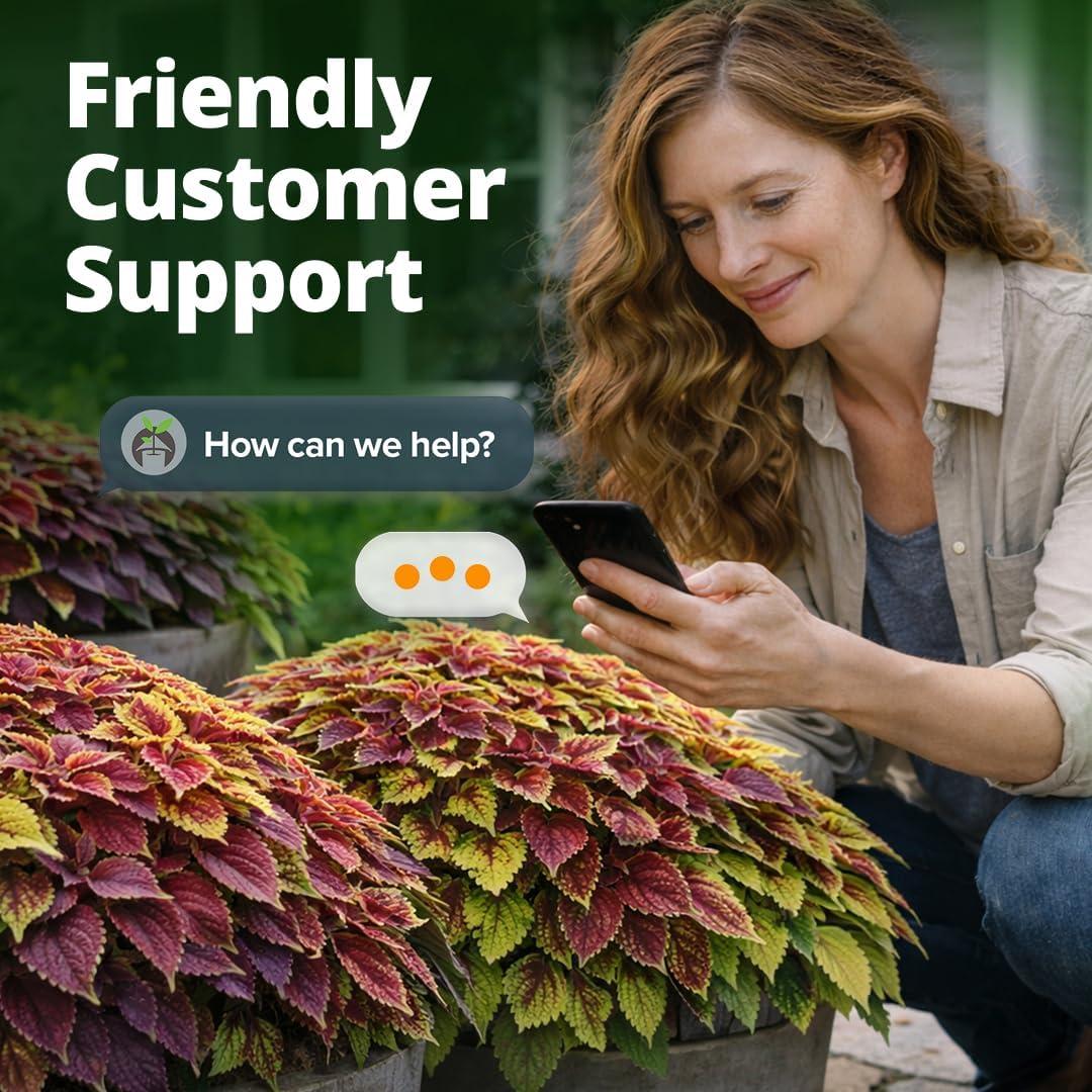 image:imageHOME GROWN Coleus Rainbow Seeds for Planting Spring 2026 1500 Count 004 oz Plectranthus scutellarioides House Plant Seed AnnualPerennial Multicolor Foliage Indoor amp Shade Garden Flower Seeds