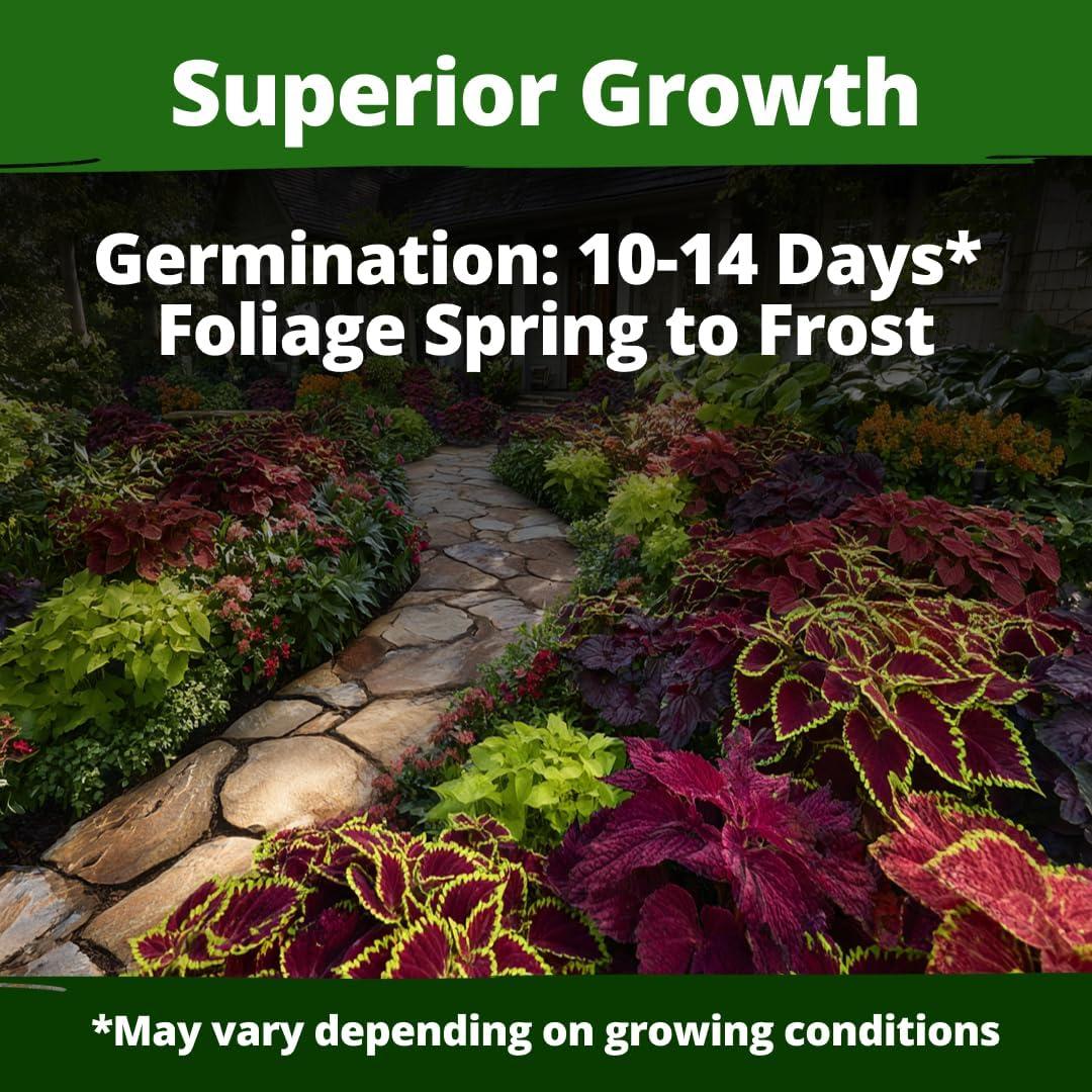 image:imageHOME GROWN Coleus Rainbow Seeds for Planting Spring 2026 1500 Count 004 oz Plectranthus scutellarioides House Plant Seed AnnualPerennial Multicolor Foliage Indoor amp Shade Garden Flower Seeds